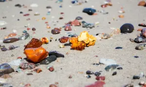 Kilka kawałków bursztynu, od jasnych po ciemne, leży na mokrym piasku plaży, wśród innych kamyków.