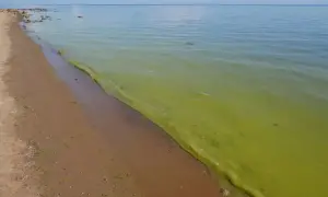 Zielony zakwit sinic na powierzchni wody przy piaszczystej plaży Bałtyku.