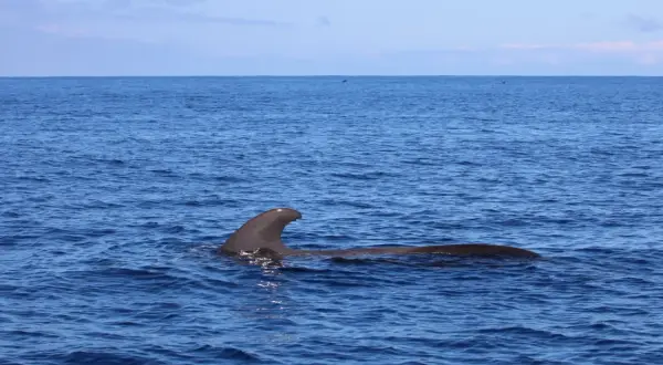 Teneryfa jakie morze? Odkryj tajemnice Oceanu Atlantyckiego