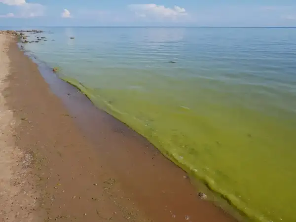 Zielony zakwit sinic na powierzchni wody przy piaszczystej plaży Bałtyku.